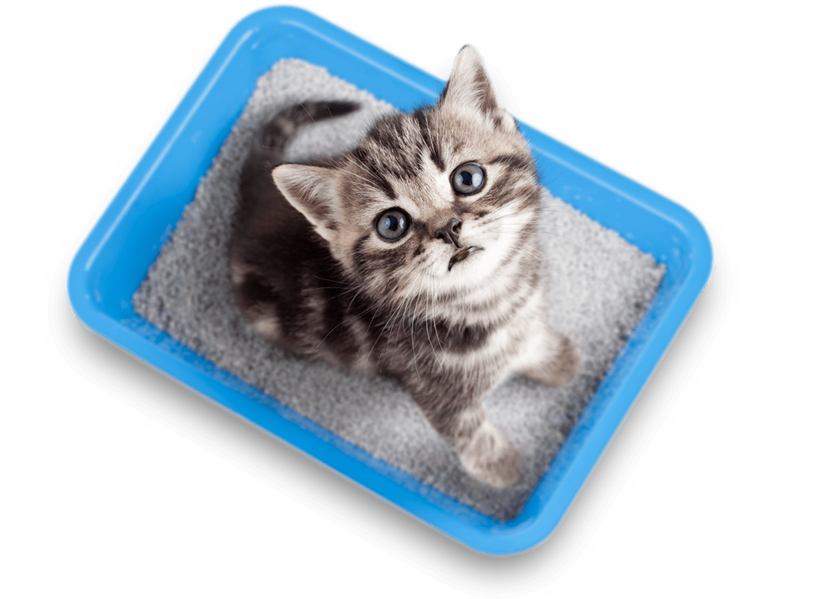Cat in Cat Little Box